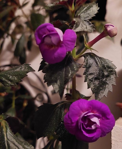  - PURPLE MYSTERY