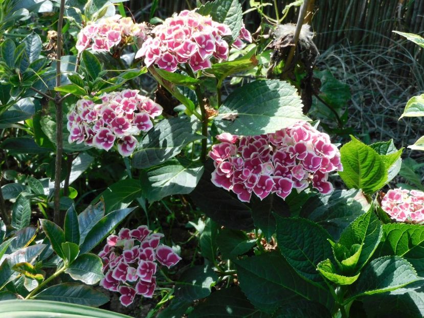 Tivoli red - 0Gradina 2021