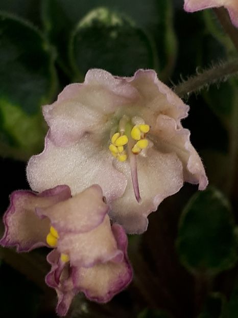  - Snuggles Lady Down