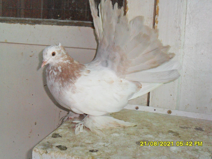 SAM_5851 - de vanzare