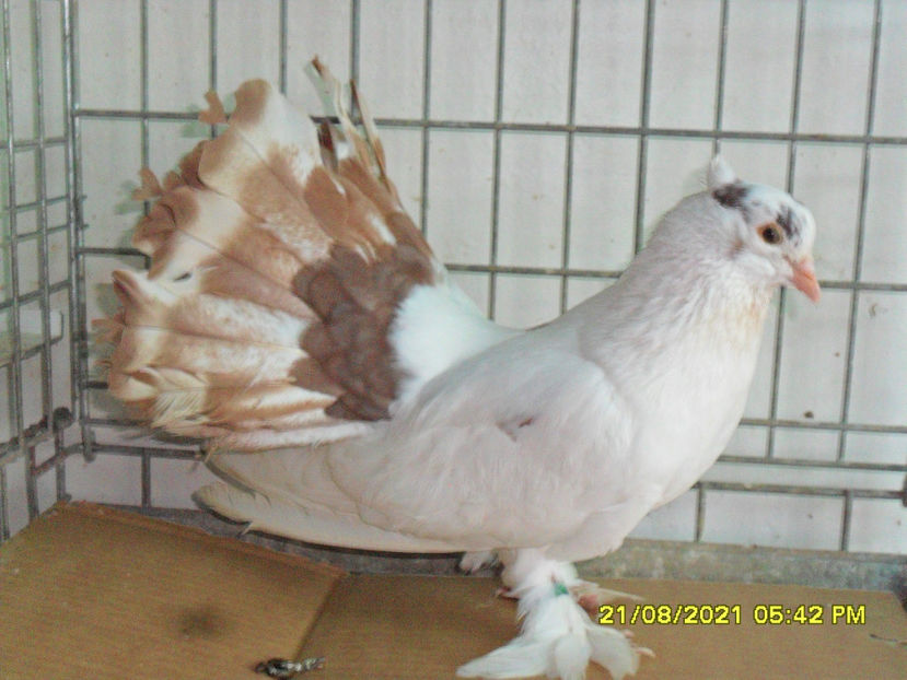 SAM_5853 - de vanzare