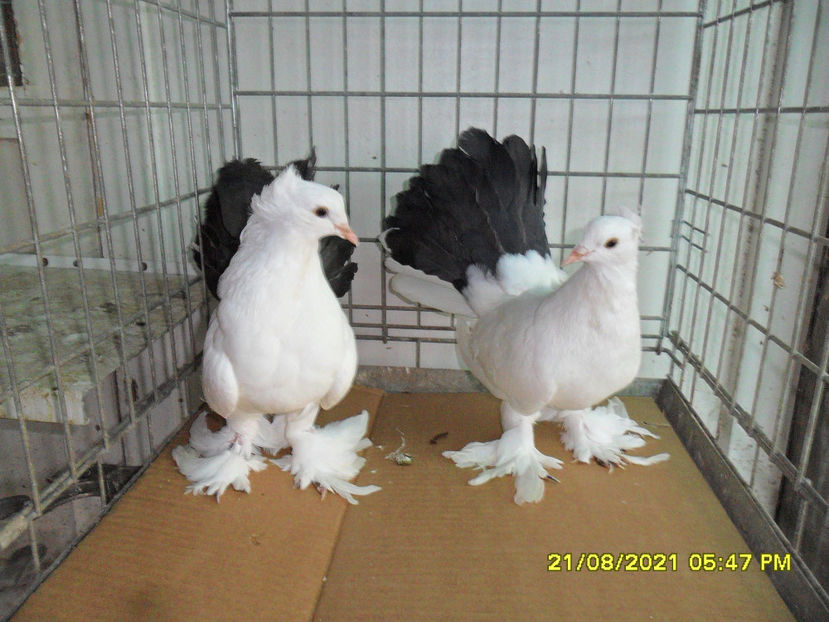 SAM_5859 - de vanzare