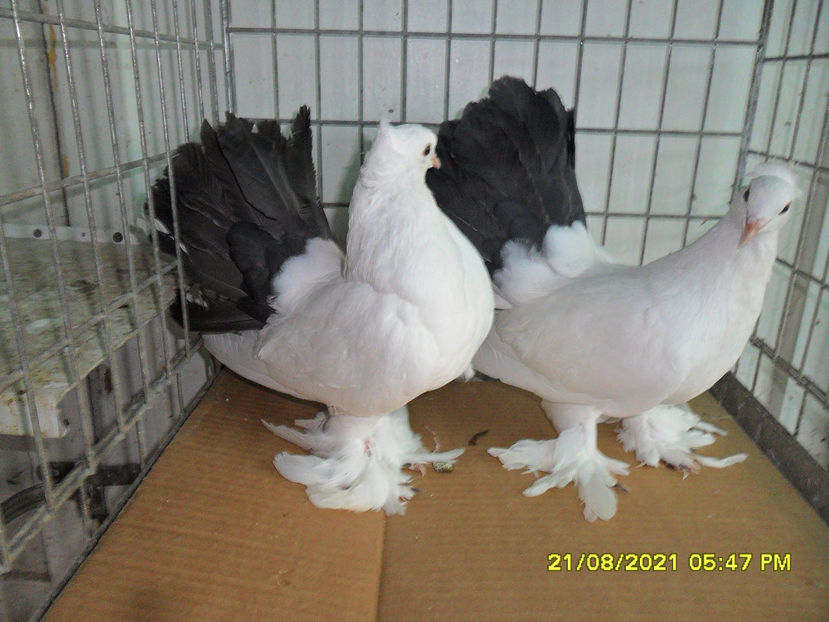 SAM_5861 - de vanzare