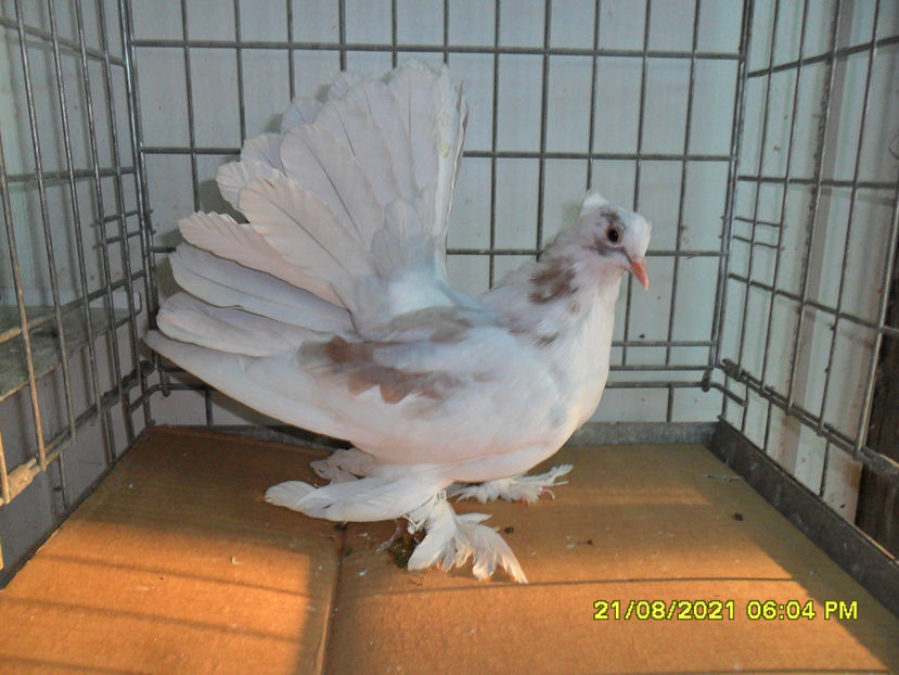 SAM_5894 - de vanzare