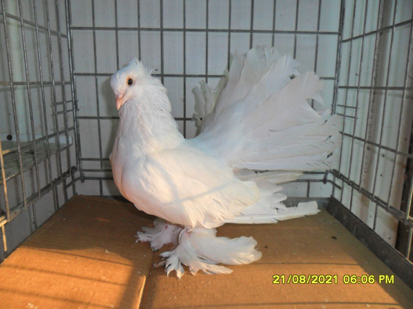 SAM_5896 - de vanzare