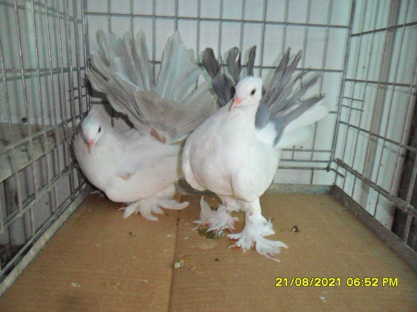 SAM_5940 - de vanzare