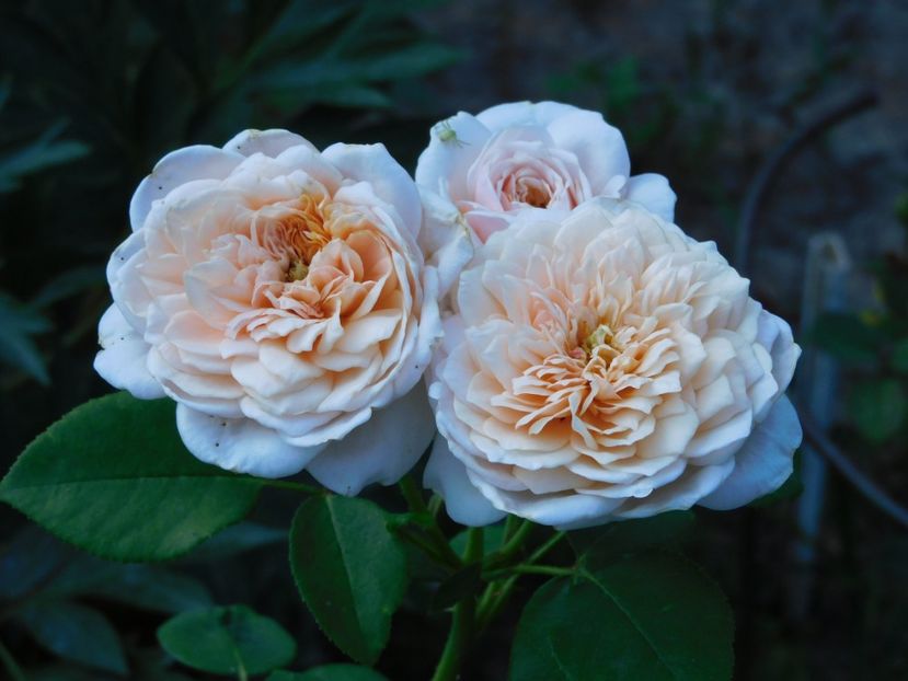 English garden - - Colectie trandafiri