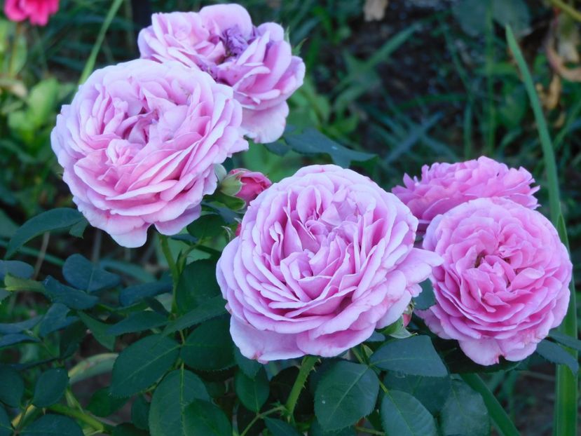 Lilac topaz - - Colectie trandafiri
