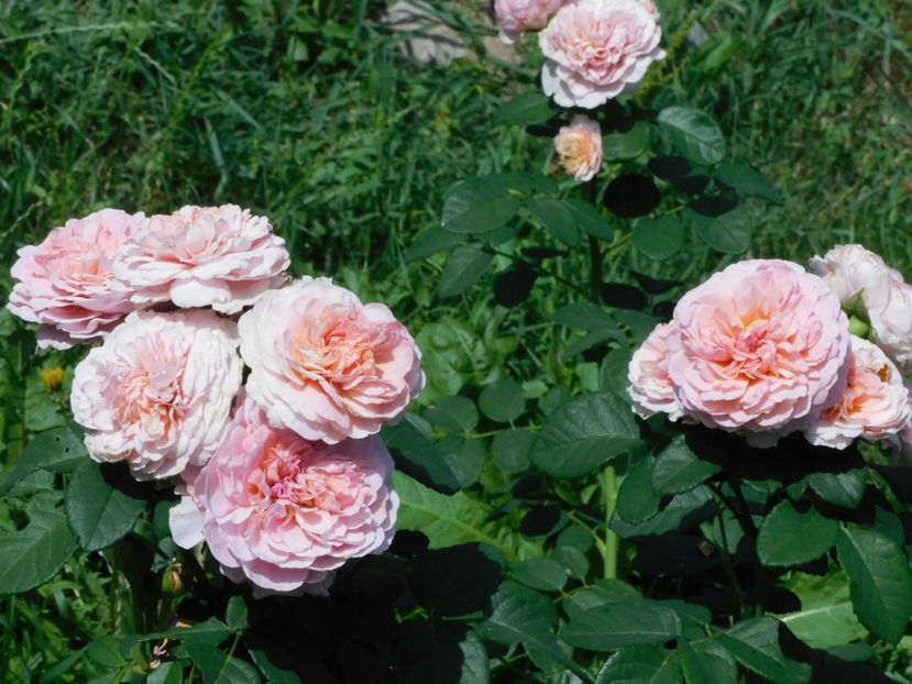 Lady gardener - -Trandafiri 2021