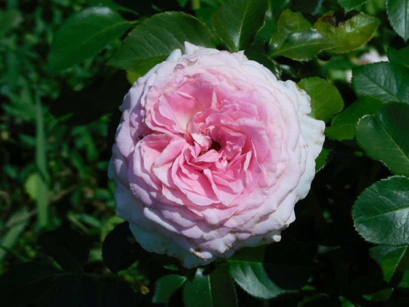 Ragazza - foarte parfumat - -Trandafiri 2021