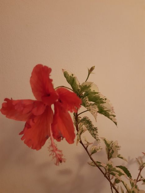  - HIBISCUSI - 2019_2021-2022-2023