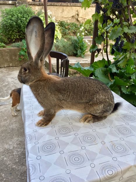 ADB076FA-7ED7-4990-A15C-4FA26C782EF6 - RO 8-2118