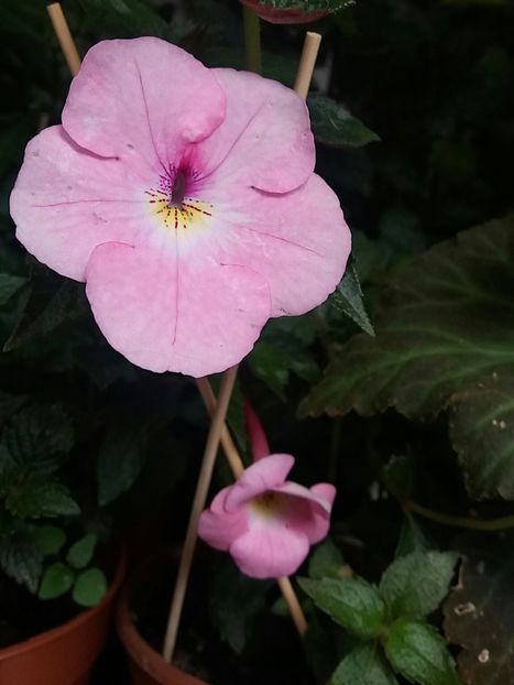 Harecroft - Achimenes varietati - drumul florilor