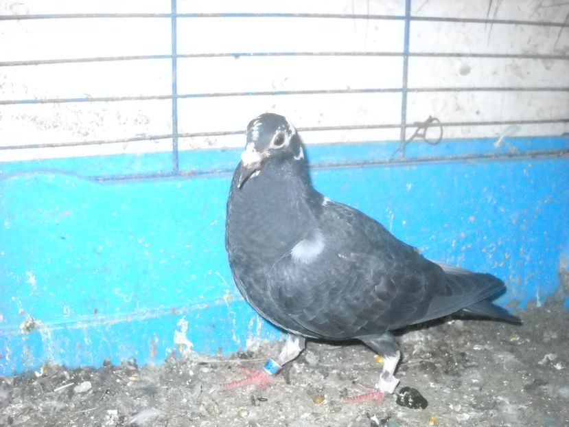  - PORUMBEI VANDUTI 2