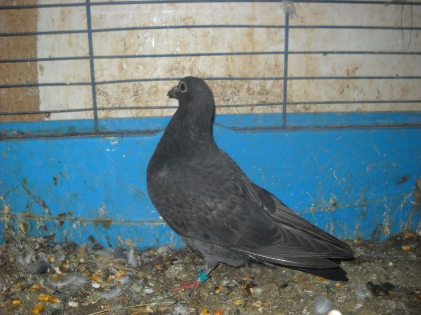  - UNDEVA IN SUCEAVA arhiva