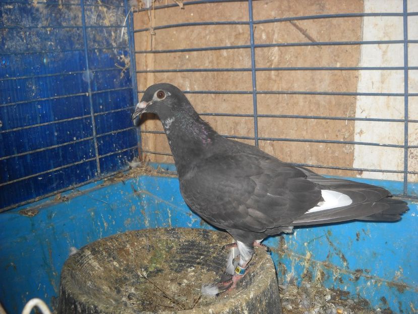  - UNDEVA IN SUCEAVA arhiva