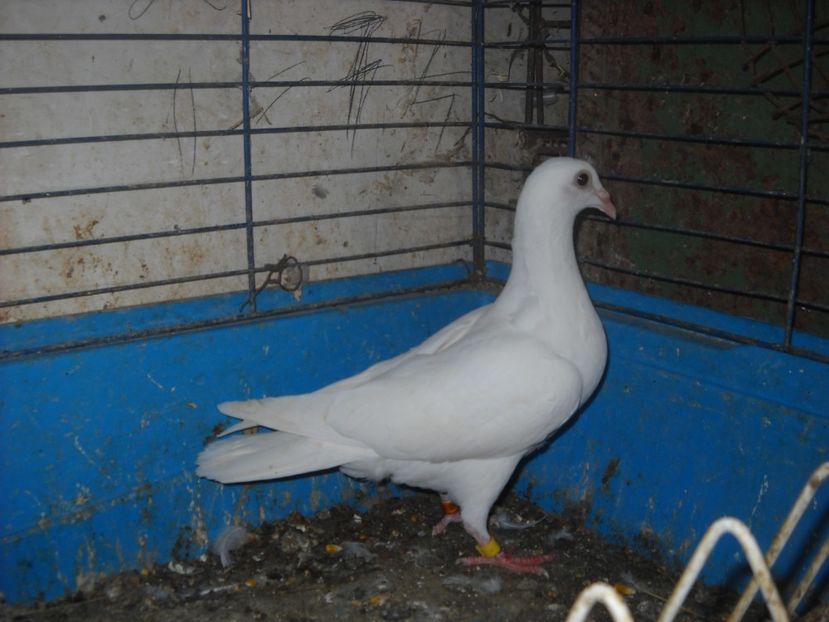  - UNDEVA IN SUCEAVA arhiva