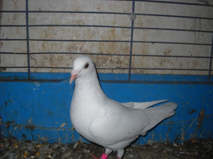  - UNDEVA IN SUCEAVA arhiva