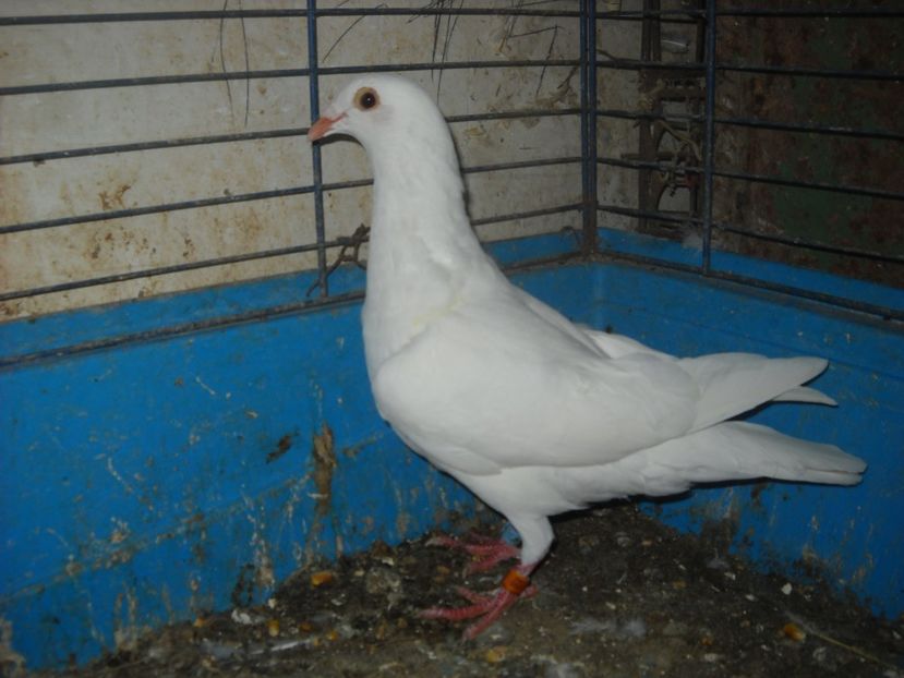  - UNDEVA IN SUCEAVA arhiva