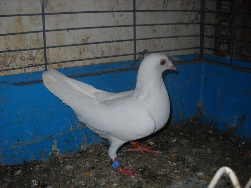  - UNDEVA IN SUCEAVA arhiva