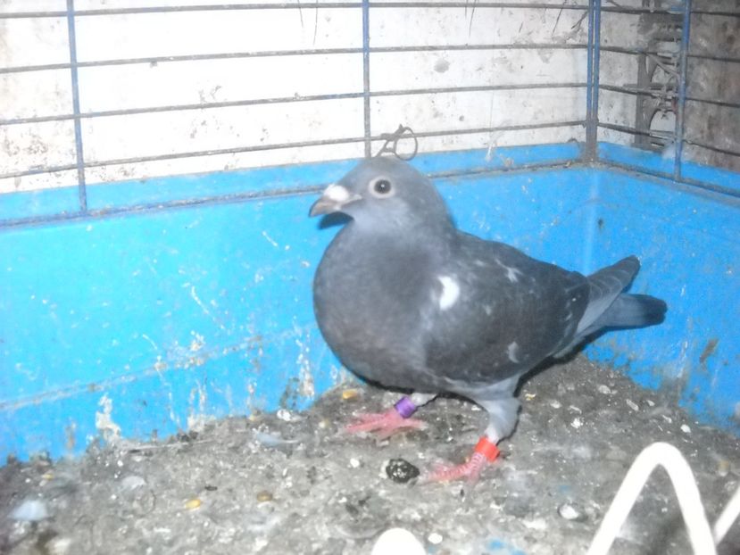  - UNDEVA IN SUCEAVA arhiva