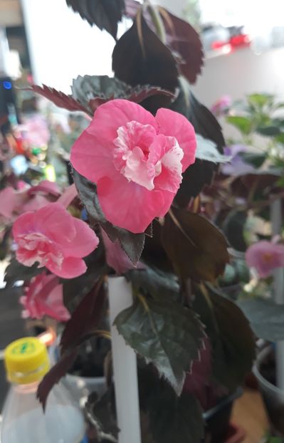  - 001 2021 - Dreamtime