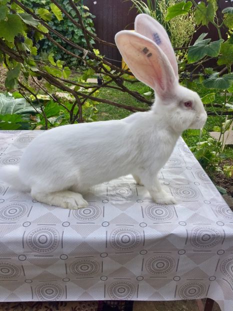 53359D86-1DD1-44C3-8715-2A037D50923D - RO 8-5111