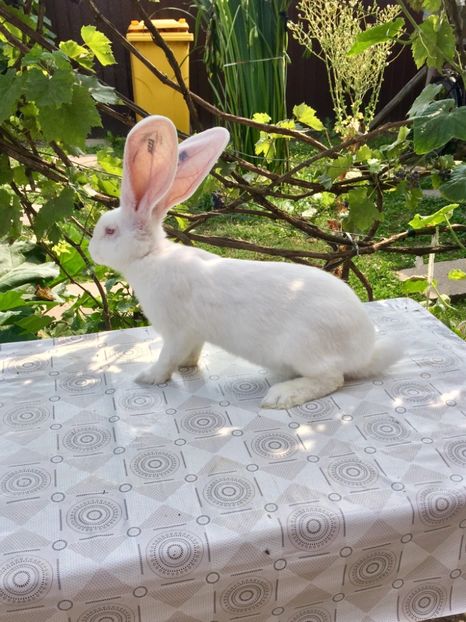 067ED2A7-D641-409B-9E4F-997E190BC9DB - RO 8-5111