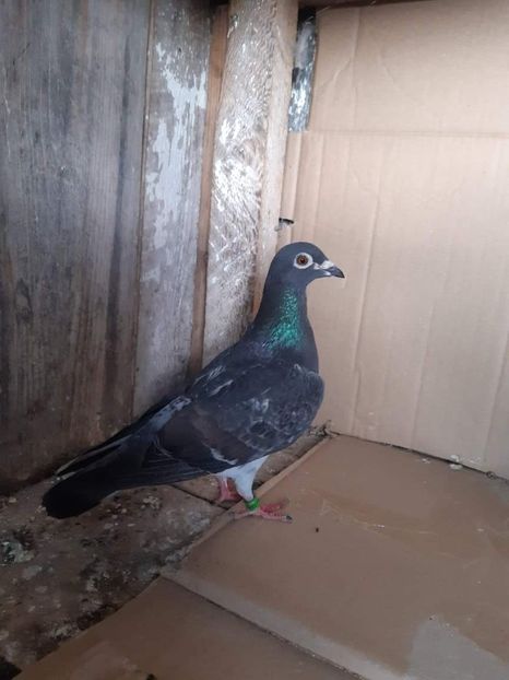 received_303863954841791 - NU IMI APARTIN ALBUM NR 2