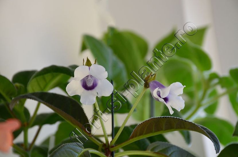 Sinningia Carangola - GLOXINIA-SINNINGIA _COLECTIA 2020_2024