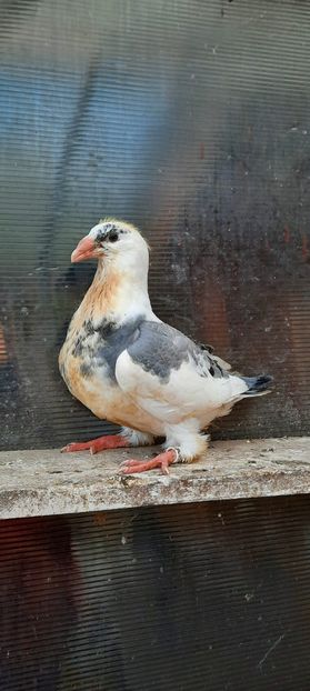 IMG-20210823-WA0009 - Puii americani 2021