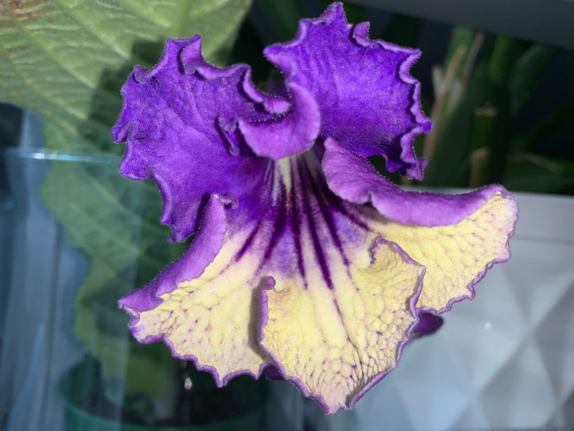 DS Dartanian - Plante de interior 2021