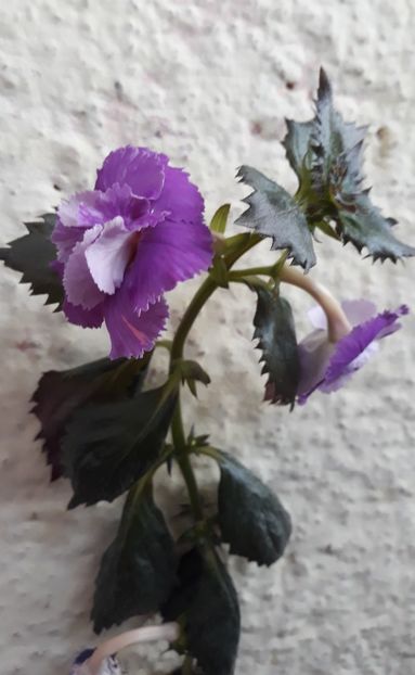  - 001 2021 - BRID s 101-20