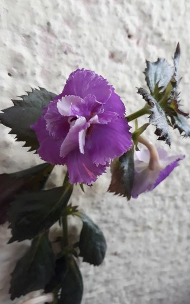  - 001 2021 - BRID s 101-20