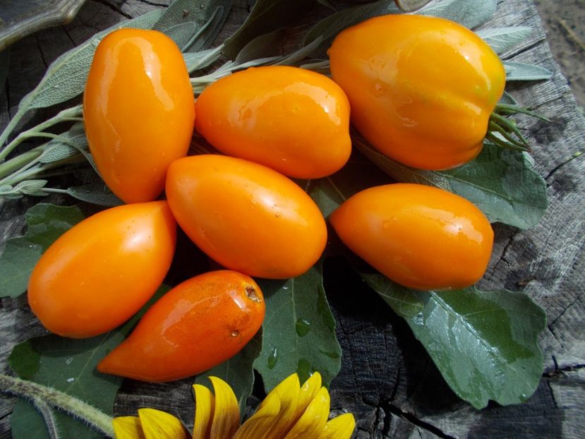  - SEMINTE ROSII - T 773 ANDINE CORNUE ORANGE