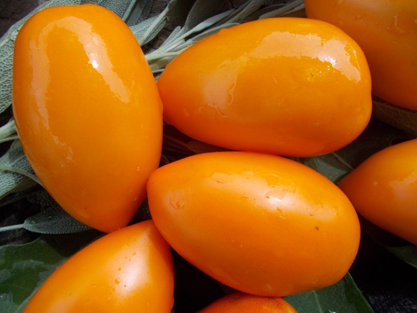  - SEMINTE ROSII - T 773 ANDINE CORNUE ORANGE