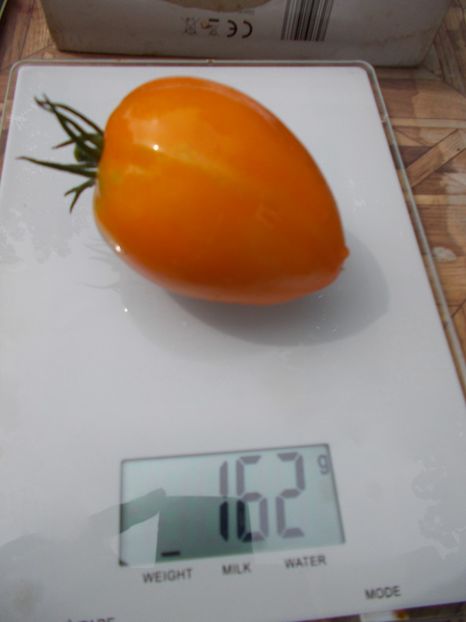  - SEMINTE ROSII - T 773 ANDINE CORNUE ORANGE