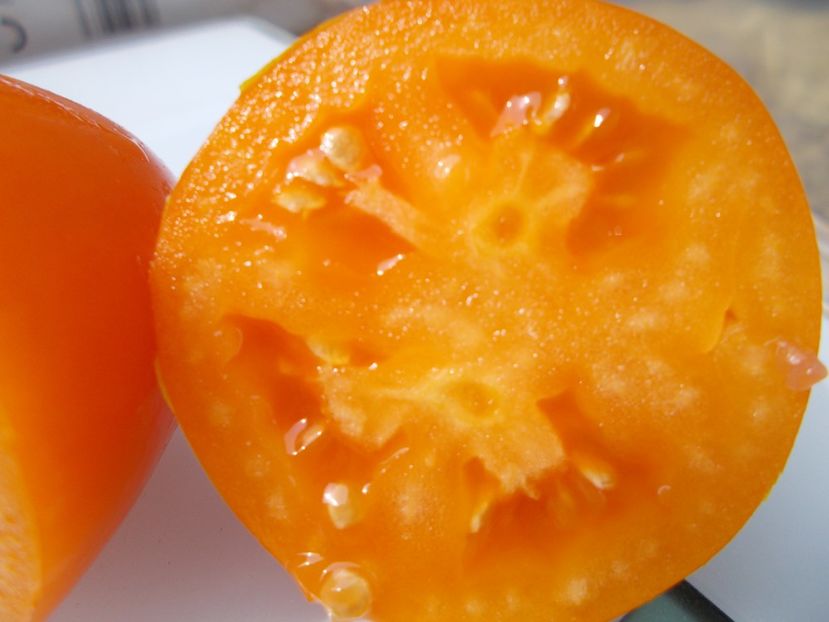  - SEMINTE ROSII - T 773 ANDINE CORNUE ORANGE