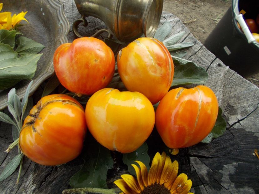  - SEMINTE ROSII - T 664 ZOLOTYYE GORY MEDEO