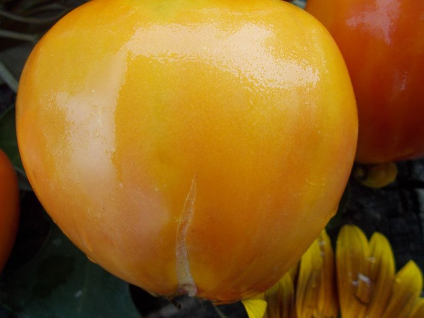  - SEMINTE ROSII - T 664 ZOLOTYYE GORY MEDEO