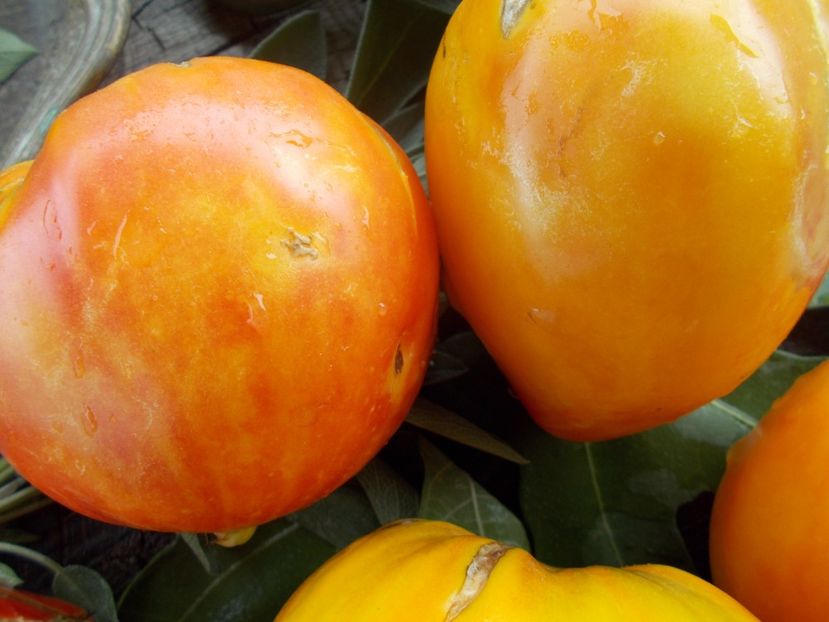  - SEMINTE ROSII - T 664 ZOLOTYYE GORY MEDEO