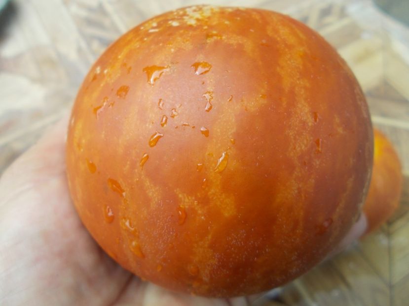  - SEMINTE PEPENE GALBEN - D 123 TIGER MELON