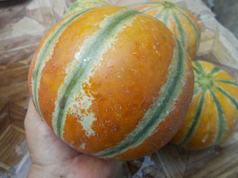  - SEMINTE PEPENE GALBEN - D 125 KAJARI