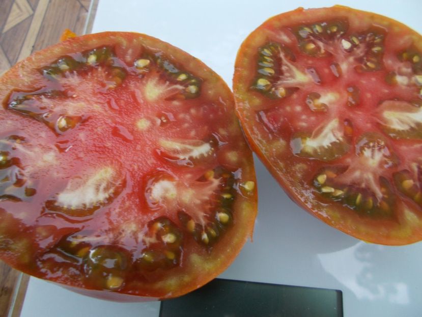  - SEMINTE ROSII - T 665 GOLOVA NEGRA