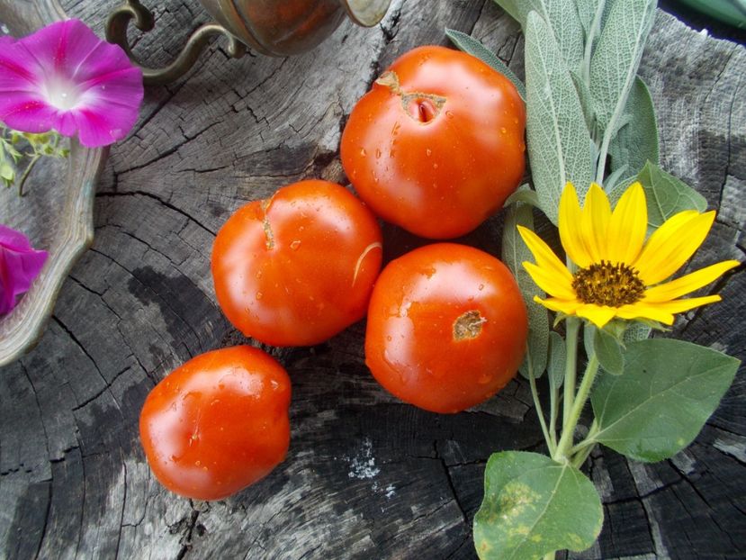  - Z SEMINTE ROSII - T 686 ANKL BENZ kasachstan ????