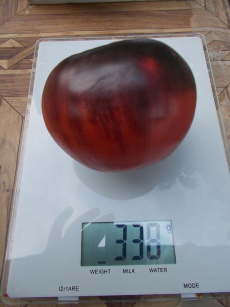  - SEMINTE ROSII - T 729 BLUE TOM