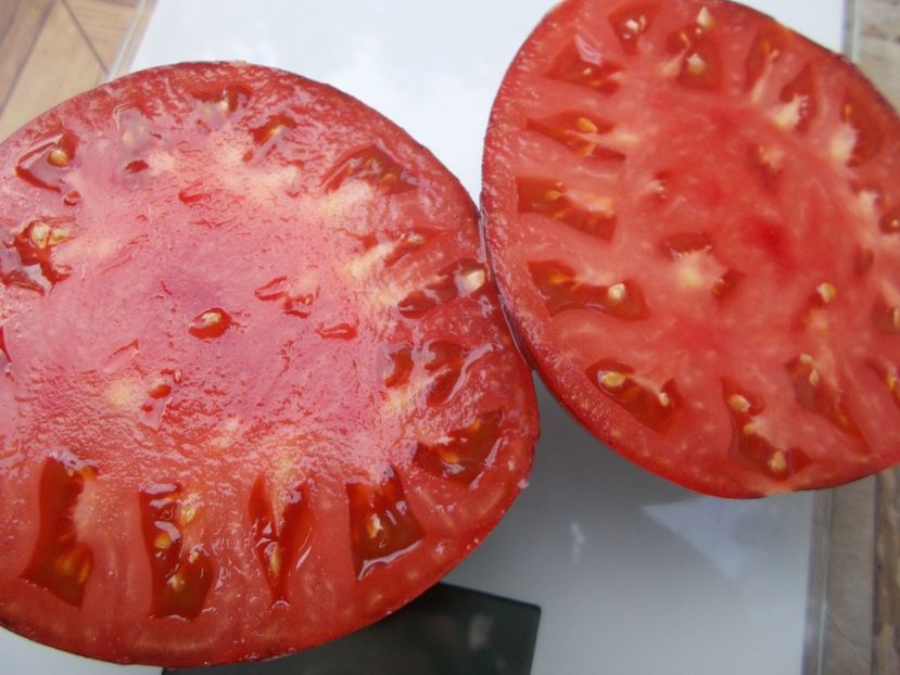  - SEMINTE ROSII - T 729 BLUE TOM