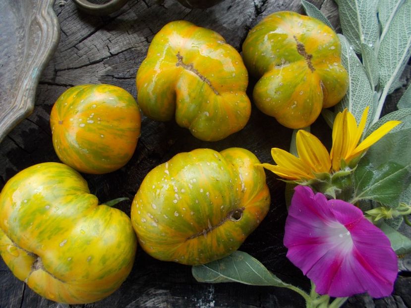  - SEMINTE ROSII - T 566 GLACIAL ZEBRA