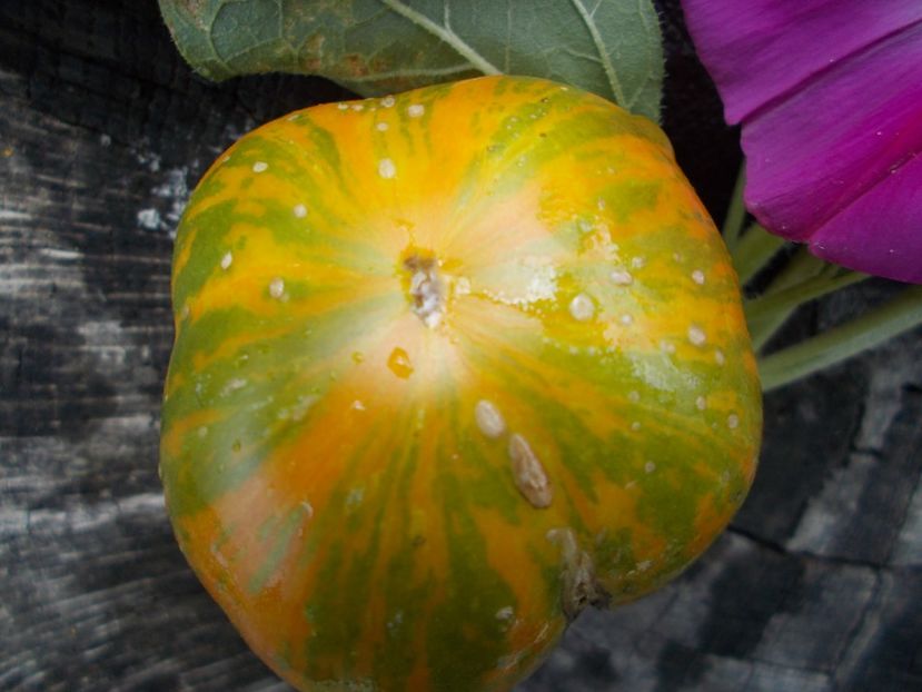  - SEMINTE ROSII - T 566 GLACIAL ZEBRA