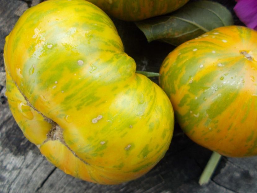  - SEMINTE ROSII - T 566 GLACIAL ZEBRA